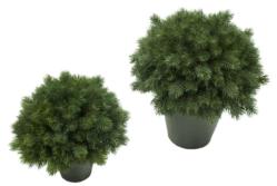 1/2 bola Pino Picea maceta plastico - 45cm
