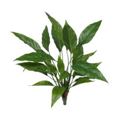 Spatifilium verde - 60cm