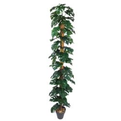 Monstera Verde C/Tutor y Maceta - 180cm.