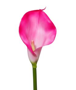 Cala Fucsia EVA goma - 70 cms.