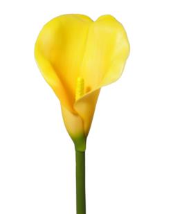 Cala Amarilla EVA goma-  70 cms.