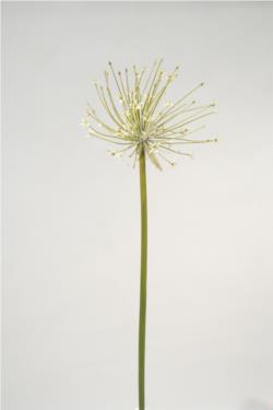 Alium nilo crema - 25x110cm