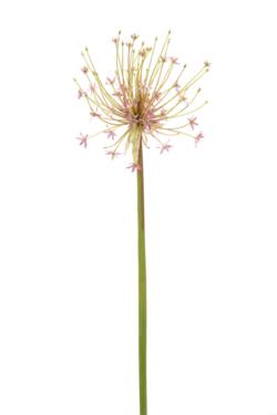 Alium nilo lavanda - 25x110cm