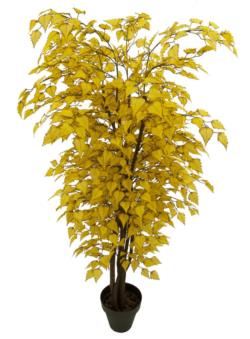 Arbol de Betula amarilla tronco trenzado - 180cm