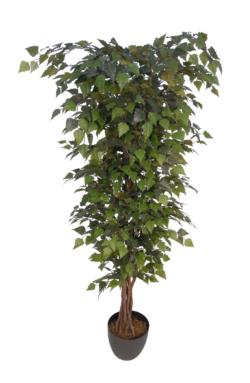 Arbol de Betula verde tronco trenzado - 240cm