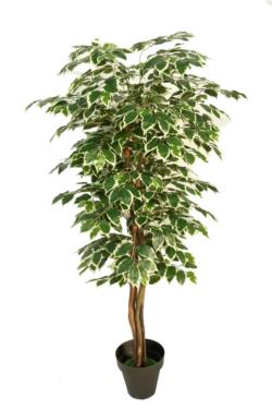 Arbol de Ficus basic variegata Classic - 180cm