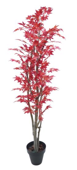 Arbol de maple japones rojo tronco blanco - 110cm