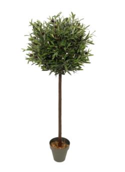 Arbol de Olivo Bola 1 tronco recto - 160cm