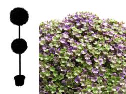 rbol de Verbena 2 bolas 25/30 - 120cm