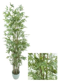 Bambu Mini Redondo con maceta blanca - 190cm