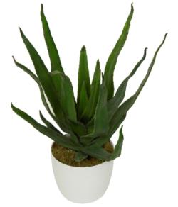 Aloe hoja estrecha con maceta Blanca - 14x50cm