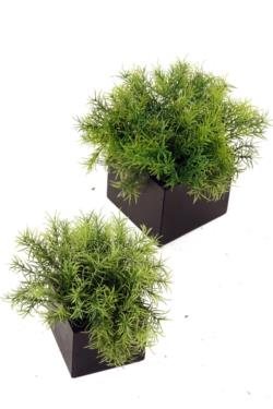 Black box Springeri verde - 11x11x16cm