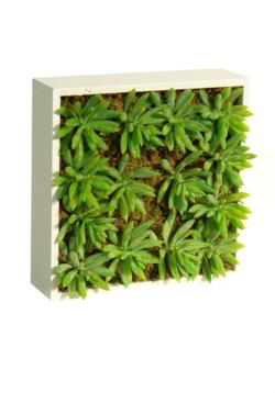 Concobox Sedum Carnoso base blanca - 20x20cm