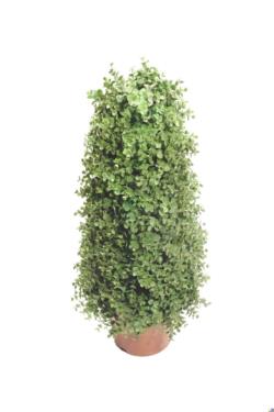Cono de eucaliptus - 50cm