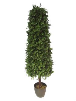 Cono de Eucaliptus con tronco recto - 180cm