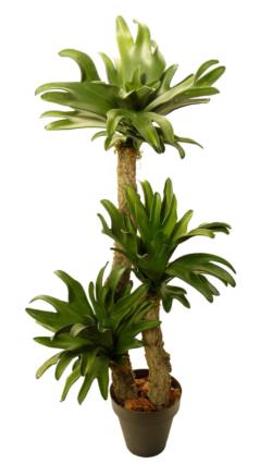 Cuerno de Alce 2 troncos rusticos - 95cm