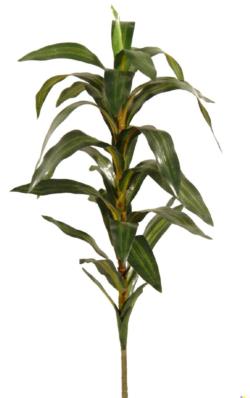 Dracena reflexa - 76cm