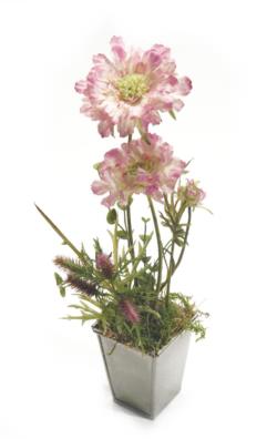 Escabiosa fucsia base mad.gris - 8x8x38cm