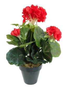 Geranio rojo M. - 10x35cm