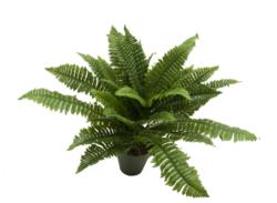 Helecho Natural M. maceta plastico-80x65C/M18cm