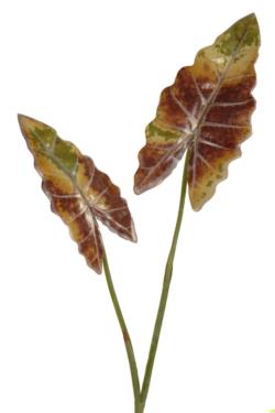 Hoja de Alocasia amaznica - 50cm