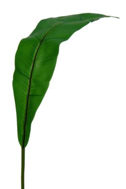 Hoja de asplenium floral - 97cm
