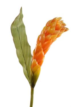 Kalanchoe con hoja naranja - 104cm