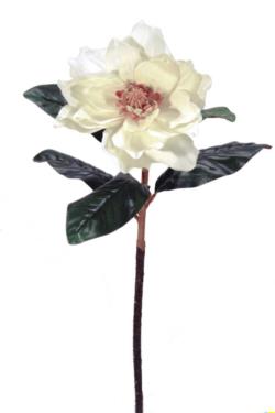 Magnolia crema - 16x73cm