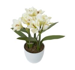 M/BL Amarylis crema con maceta - 15x40cm