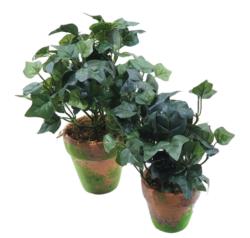 M/M Philo verde maceta musgo - 7x16cm