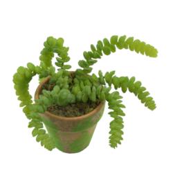 M/M Sedum cola de caballo maceta musgo - 9x17cm