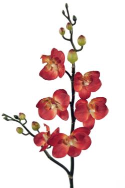 Orquidea mini naranja - 7x56cm