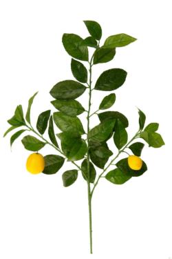 Rama de Limonero verde con frutos - 65cm