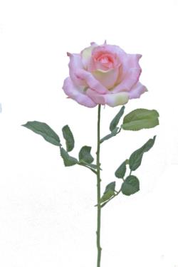 Rosa Basic rosa - 12x70cm