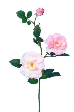 Rosa de t Capri rosa - 75cm