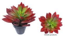 Echeveria Agavoides Roja c/maceta10 - 20x20cm