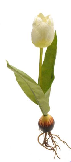 Tulipn crema con bulbo - 26cm