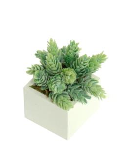 White Box cactus pia/lupulo - 8x8x13cm