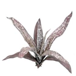 Yuca Berenjena - 80cm