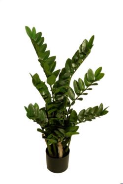 Zamioculcas con maceta 15- 90cm
