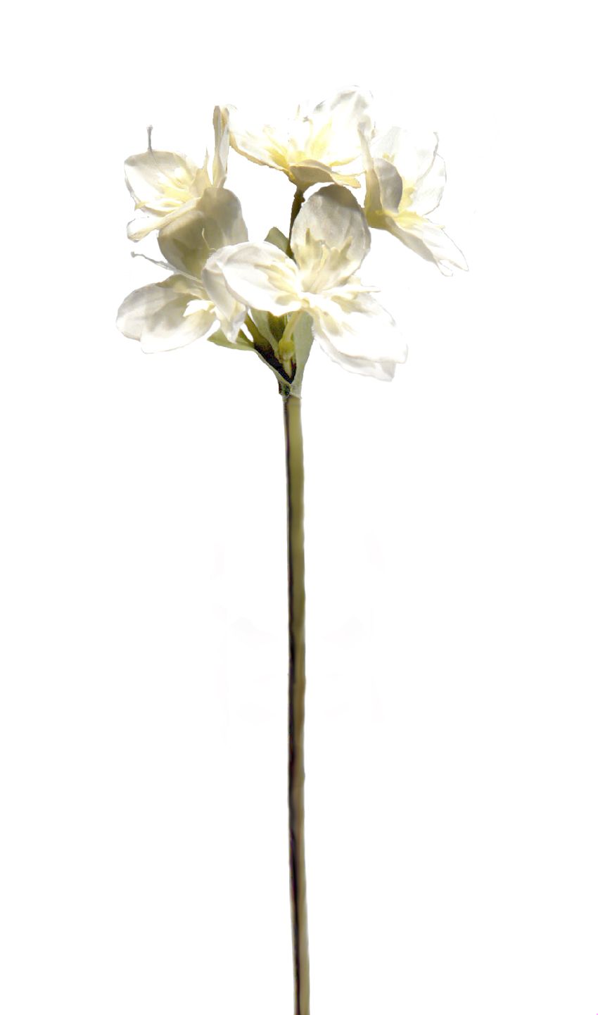 -LILIUM AMAZON CREMAx5FØ14x65cm -LILIUM AMAZON CREMAx5FØ14x65cm