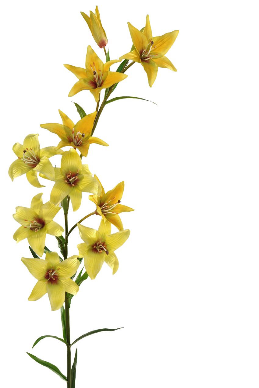-LILIUM AMARILLOx11FLØ11x100cm. -LILIUM AMARILLOx11FLØ11x100cm.