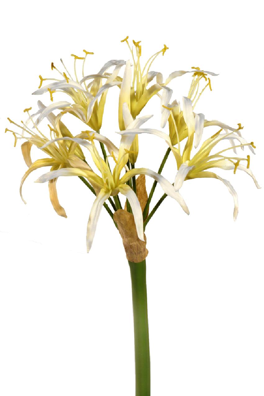 Nerine crema - 80cm Nerine crema - 80cm