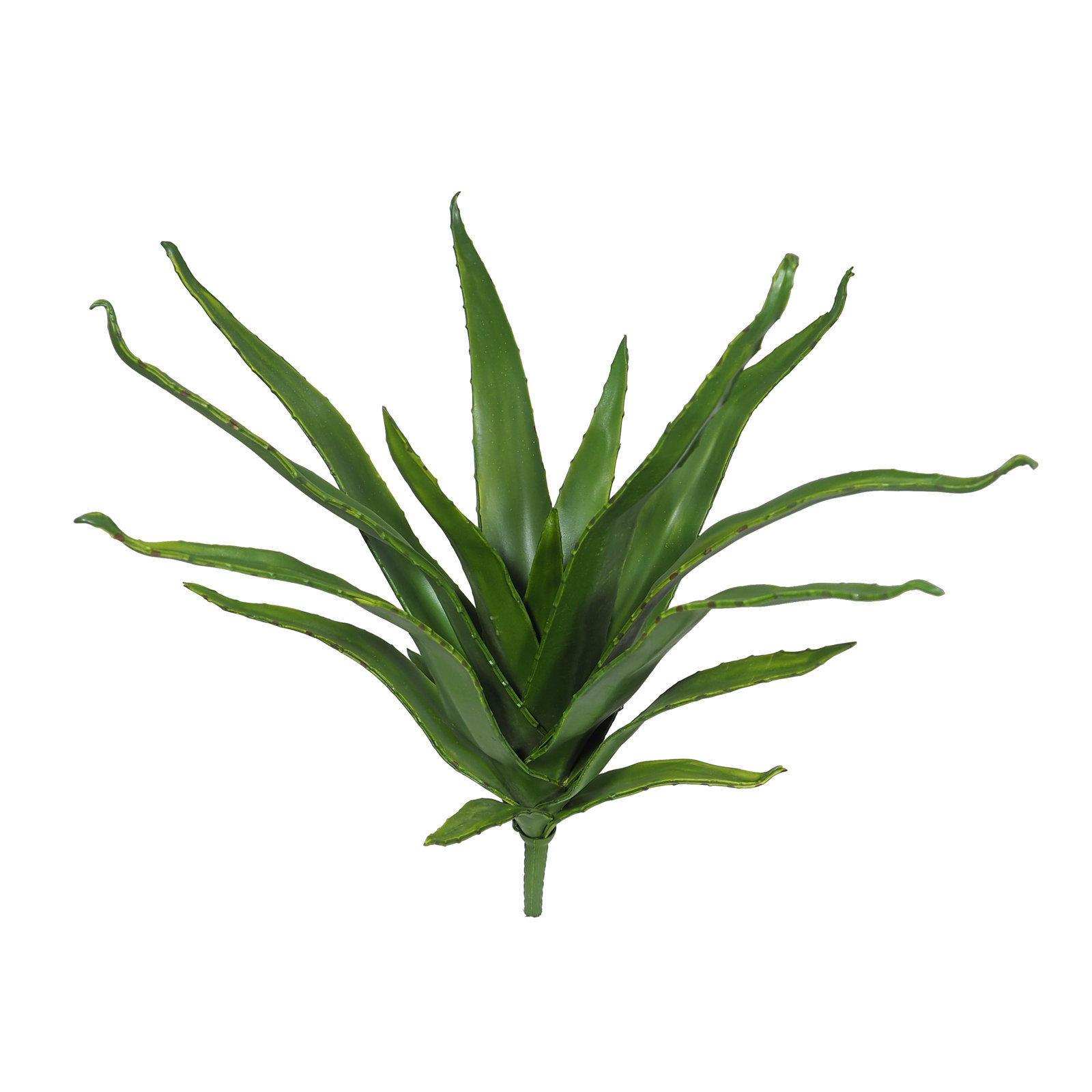 ALOE HOJA ESTRECHAx18HJx50cm. ALOE HOJA ESTRECHAx18HJx50cm.