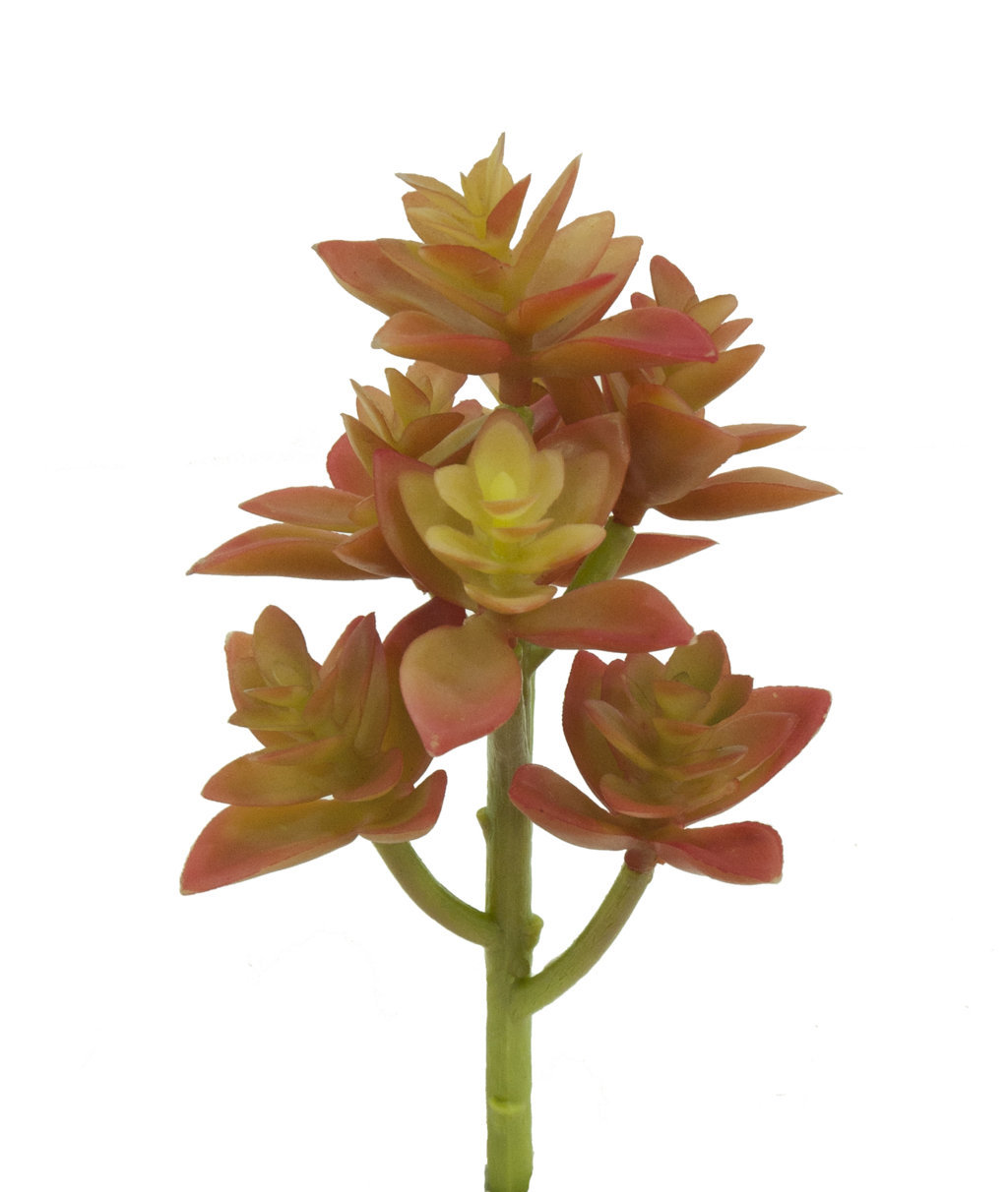 GRAPTOSEDUM NARANJAx7Tx18cm. GRAPTOSEDUM NARANJAx7Tx18cm.
