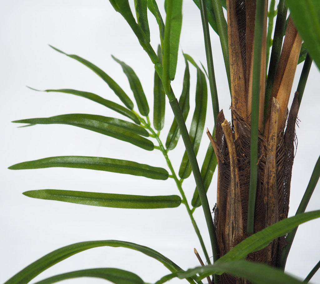 Areca Princess sin maceta - 210cm