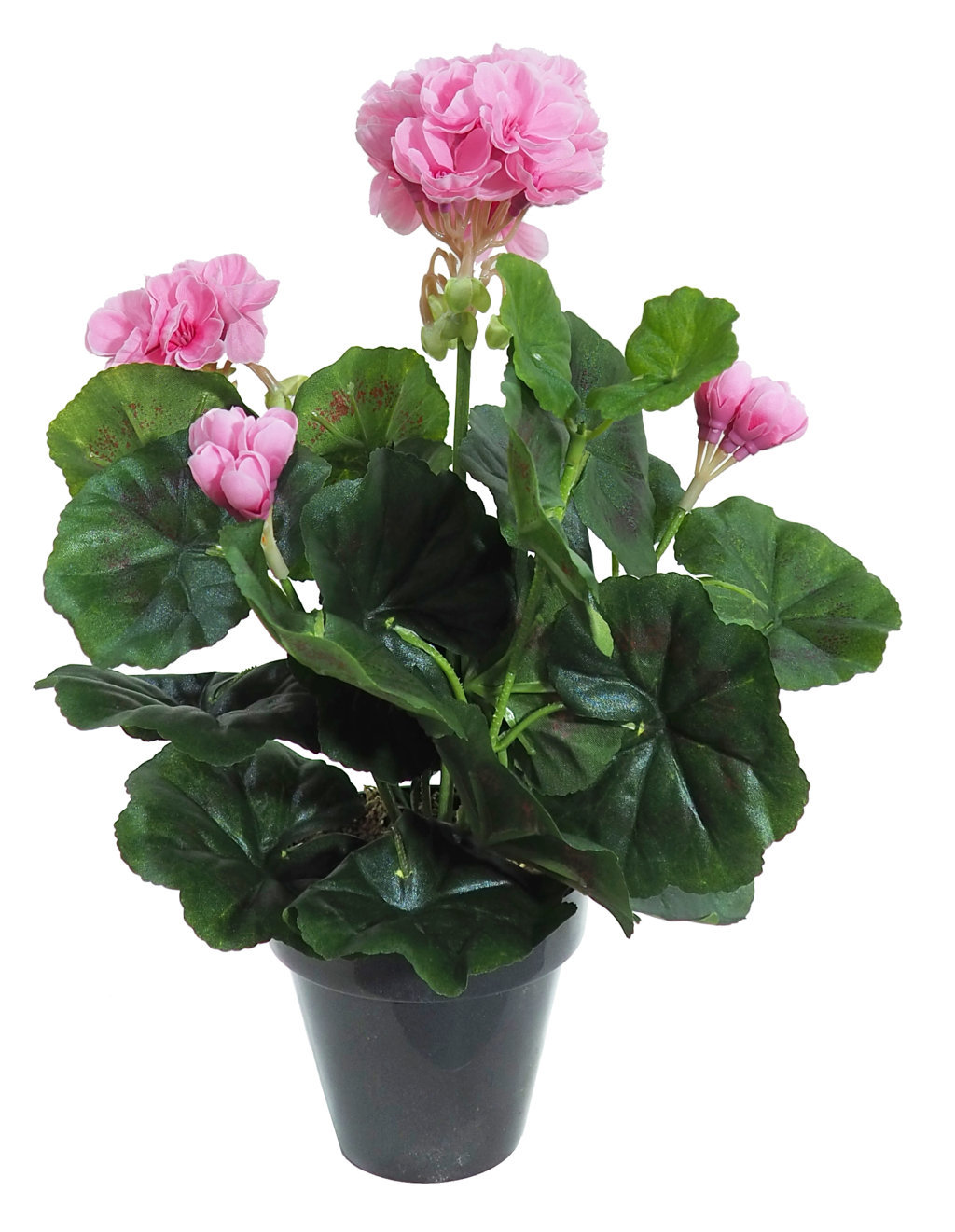 Geranio rosa M. - Ø10x35cm Geranio rosa M. - Ø10x35cm