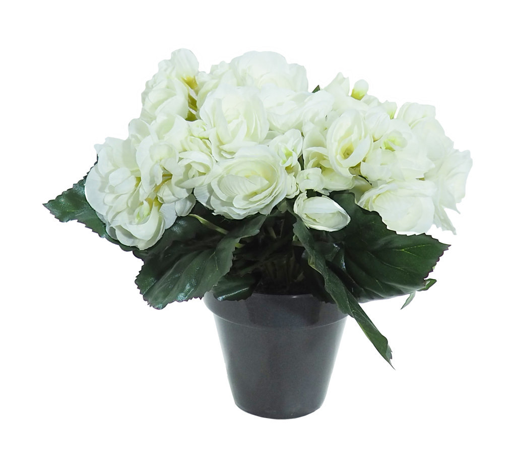 Begonia crema - Ø10x28cm Begonia crema - Ø10x28cm