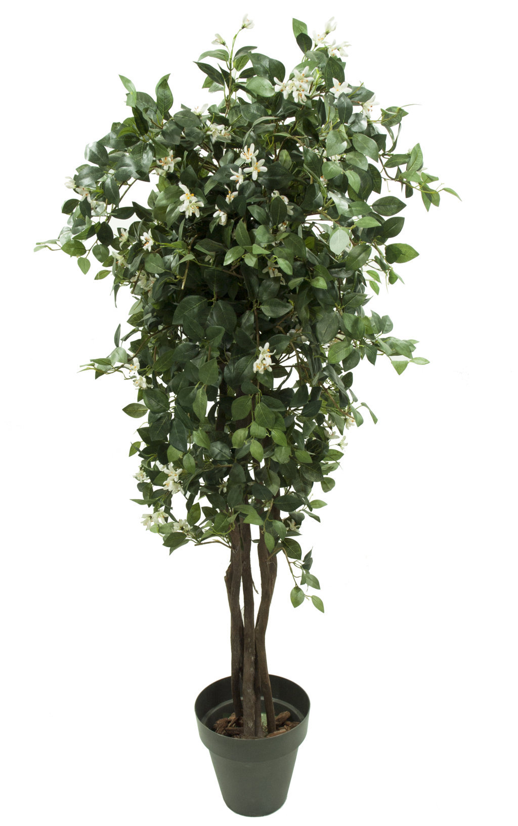 arbol de jazmin blanco tronco trenzado - 150cm