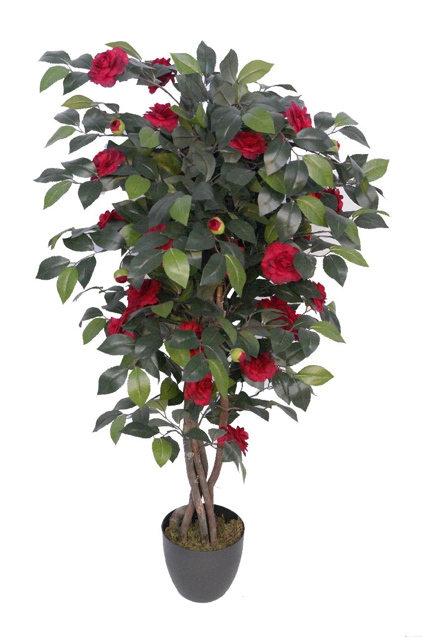 Arbol de Camelia roja tronco trenzado - 110cm Arbol de Camelia roja tronco trenzado - 110cm